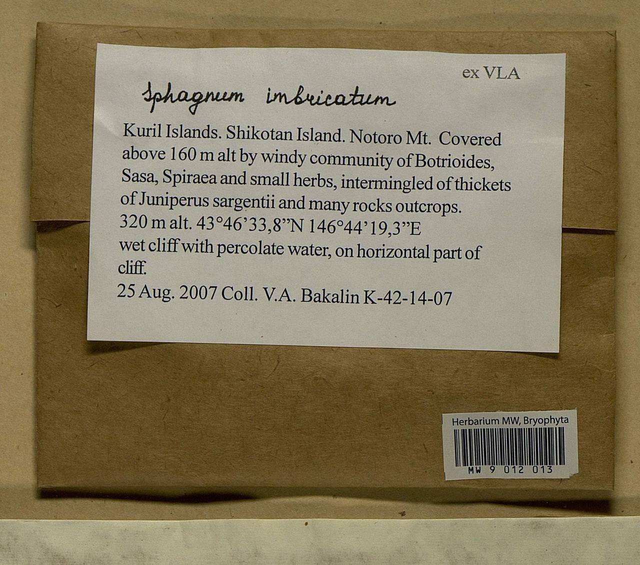 Sphagnum imbricatum Hornsch. ex Russow, Bryophytes, Bryophytes - Russian Far East (excl. Chukotka & Kamchatka) (B20) (Russia)