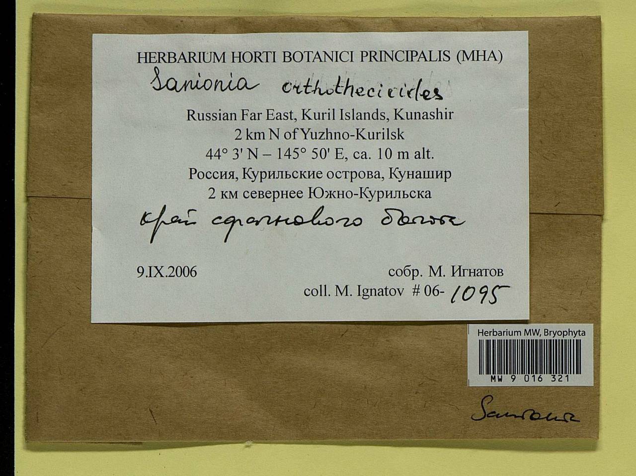 Sanionia orthothecioides (Lindb.) Loeske, Bryophytes, Bryophytes - Russian Far East (excl. Chukotka & Kamchatka) (B20) (Russia)