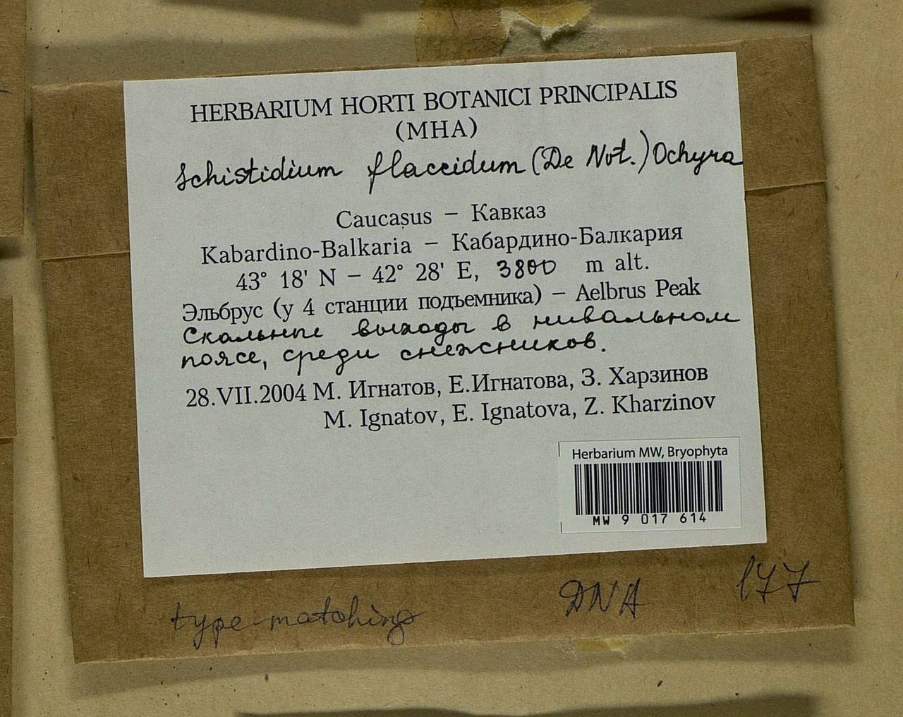 Schistidium flaccidum (De Not.) Ochyra, Bryophytes, Bryophytes - North Caucasus & Ciscaucasia (B12) (Russia)