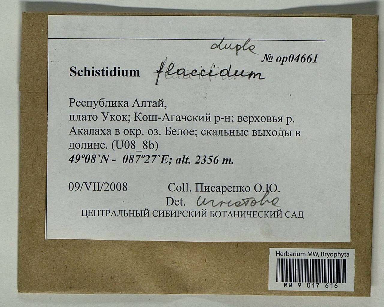 Schistidium flaccidum (De Not.) Ochyra, Bryophytes, Bryophytes - Western Siberia (including Altai) (B15) (Russia)