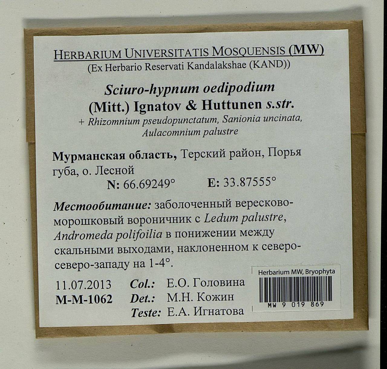 Sciuro -hypnum oedipodium (Mitt.) Ignatov & Huttunen, Bryophytes, Bryophytes - Karelia, Leningrad & Murmansk Oblasts (B4) (Russia)