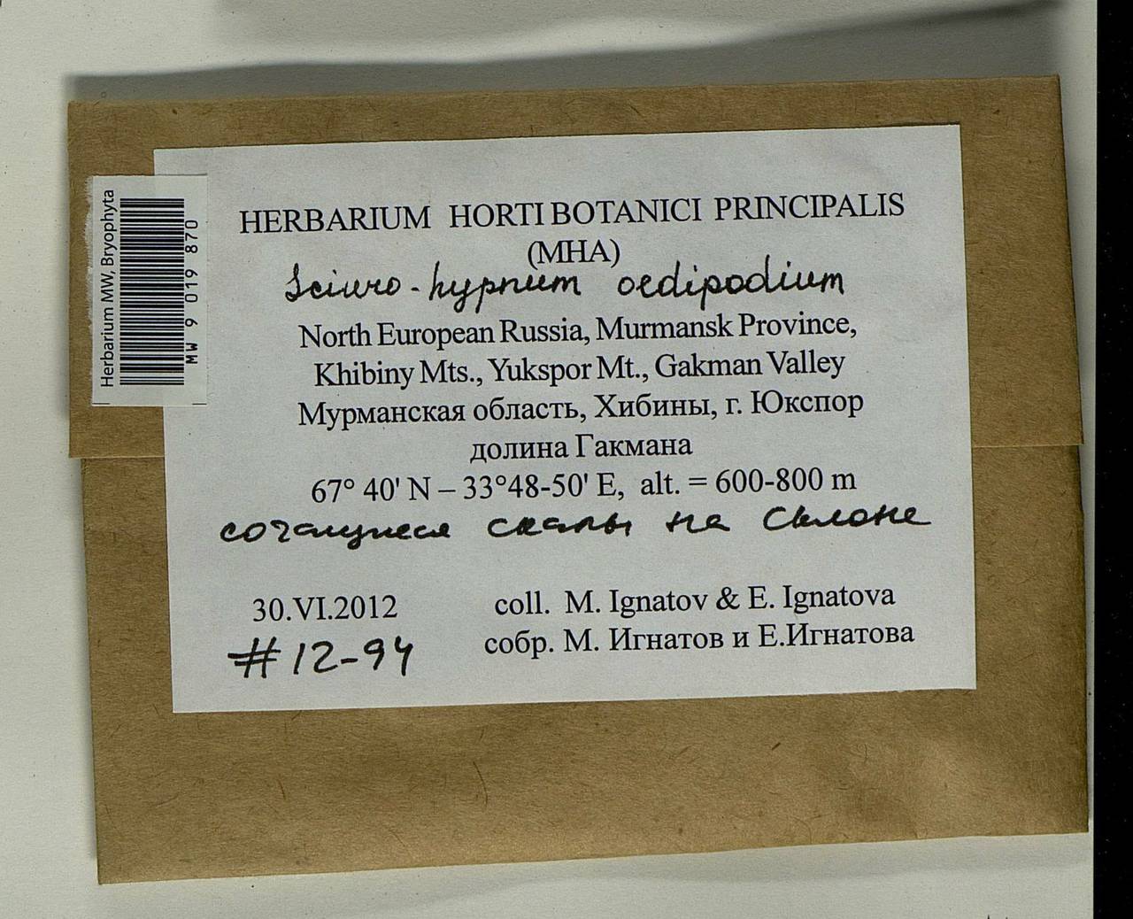 Sciuro -hypnum oedipodium (Mitt.) Ignatov & Huttunen, Bryophytes, Bryophytes - Karelia, Leningrad & Murmansk Oblasts (B4) (Russia)