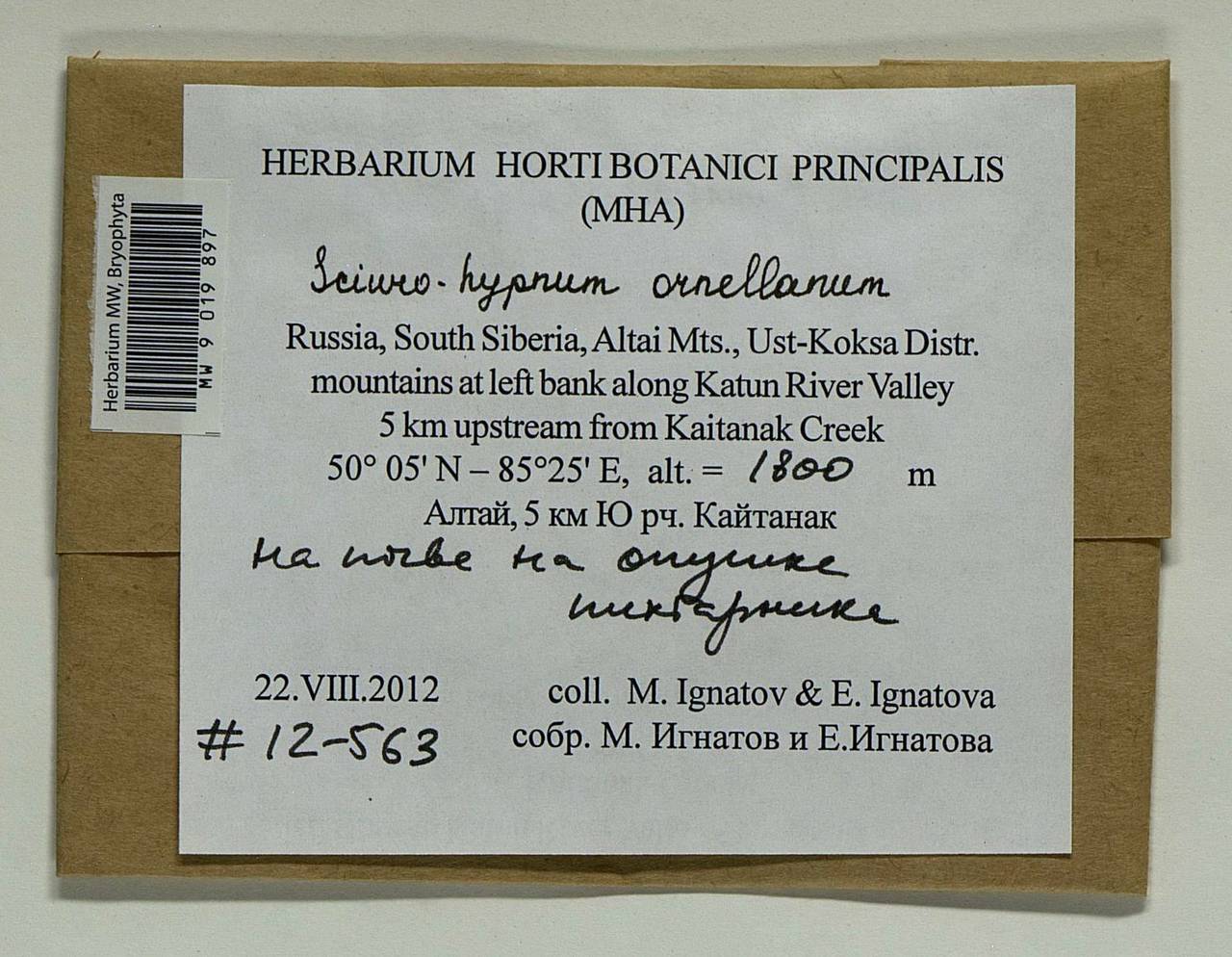 Sciuro-hypnum ornellanum (Molendo) Ignatov & Huttunen, Bryophytes, Bryophytes - Western Siberia (including Altai) (B15) (Russia)