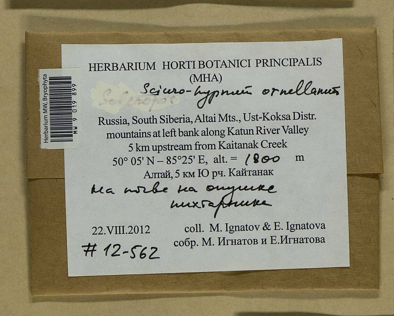 Sciuro-hypnum ornellanum (Molendo) Ignatov & Huttunen, Bryophytes, Bryophytes - Western Siberia (including Altai) (B15) (Russia)