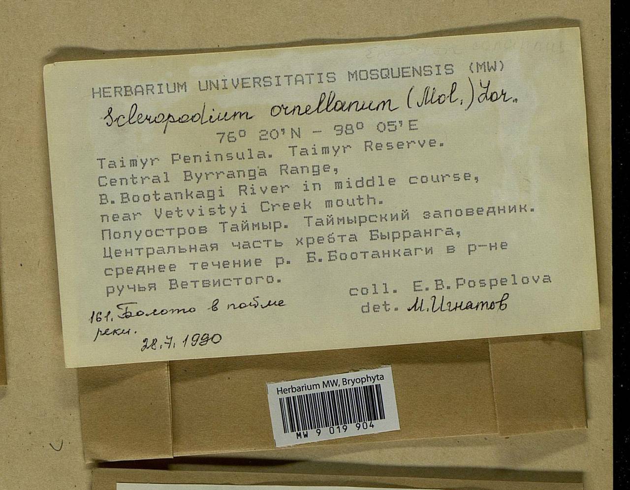 Sciuro-hypnum ornellanum (Molendo) Ignatov & Huttunen, Bryophytes, Bryophytes - Krasnoyarsk Krai, Tyva & Khakassia (B17) (Russia)