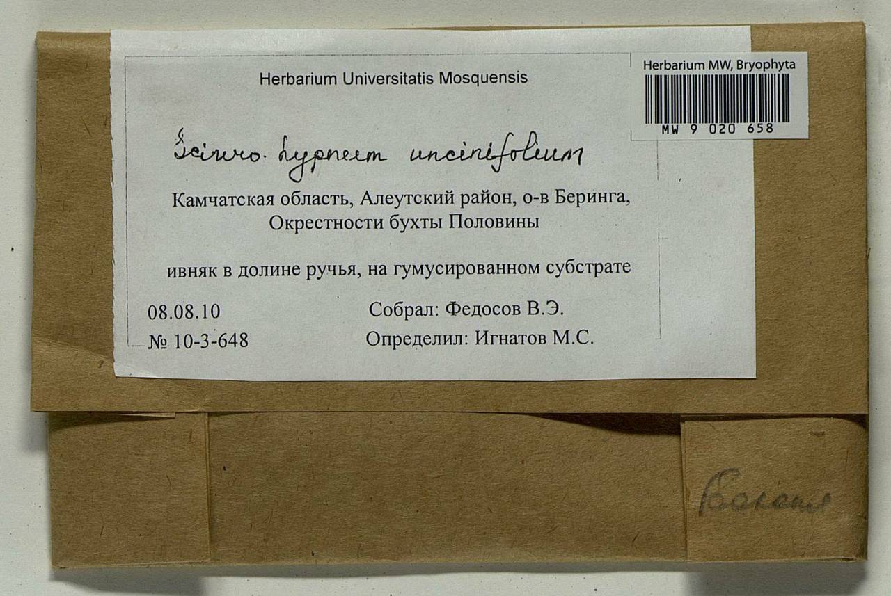Sciuro-hypnum uncinifolium (Broth. & Paris) Ochyra & Żarnowiec, Bryophytes, Bryophytes - Chukotka & Kamchatka (B21) (Russia)