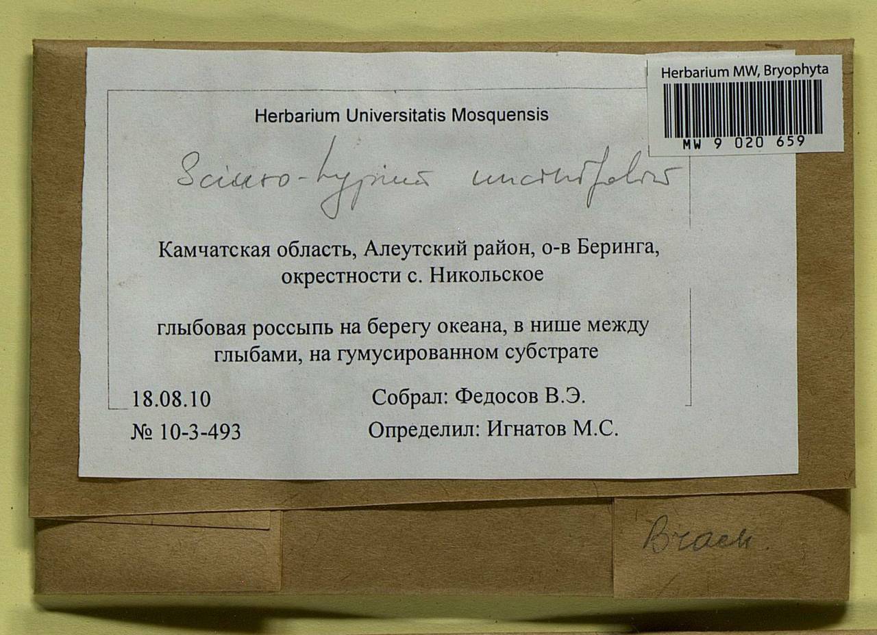 Sciuro-hypnum uncinifolium (Broth. & Paris) Ochyra & Żarnowiec, Bryophytes, Bryophytes - Chukotka & Kamchatka (B21) (Russia)