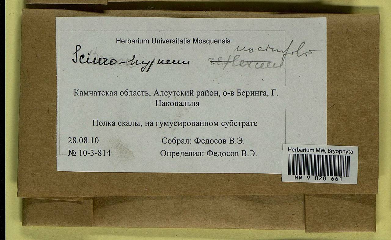 Sciuro-hypnum uncinifolium (Broth. & Paris) Ochyra & Żarnowiec, Bryophytes, Bryophytes - Chukotka & Kamchatka (B21) (Russia)