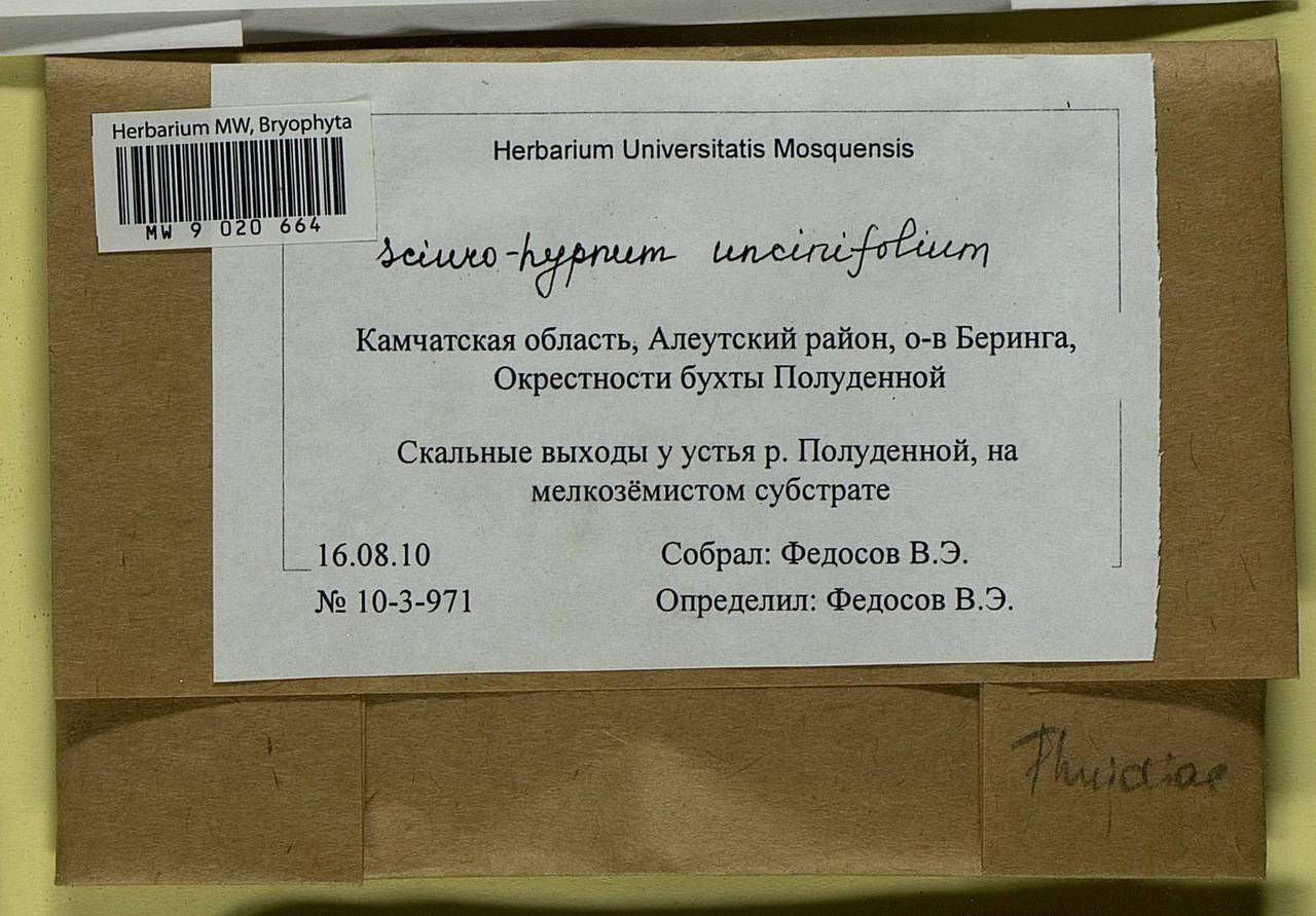 Sciuro-hypnum uncinifolium (Broth. & Paris) Ochyra & Żarnowiec, Bryophytes, Bryophytes - Chukotka & Kamchatka (B21) (Russia)