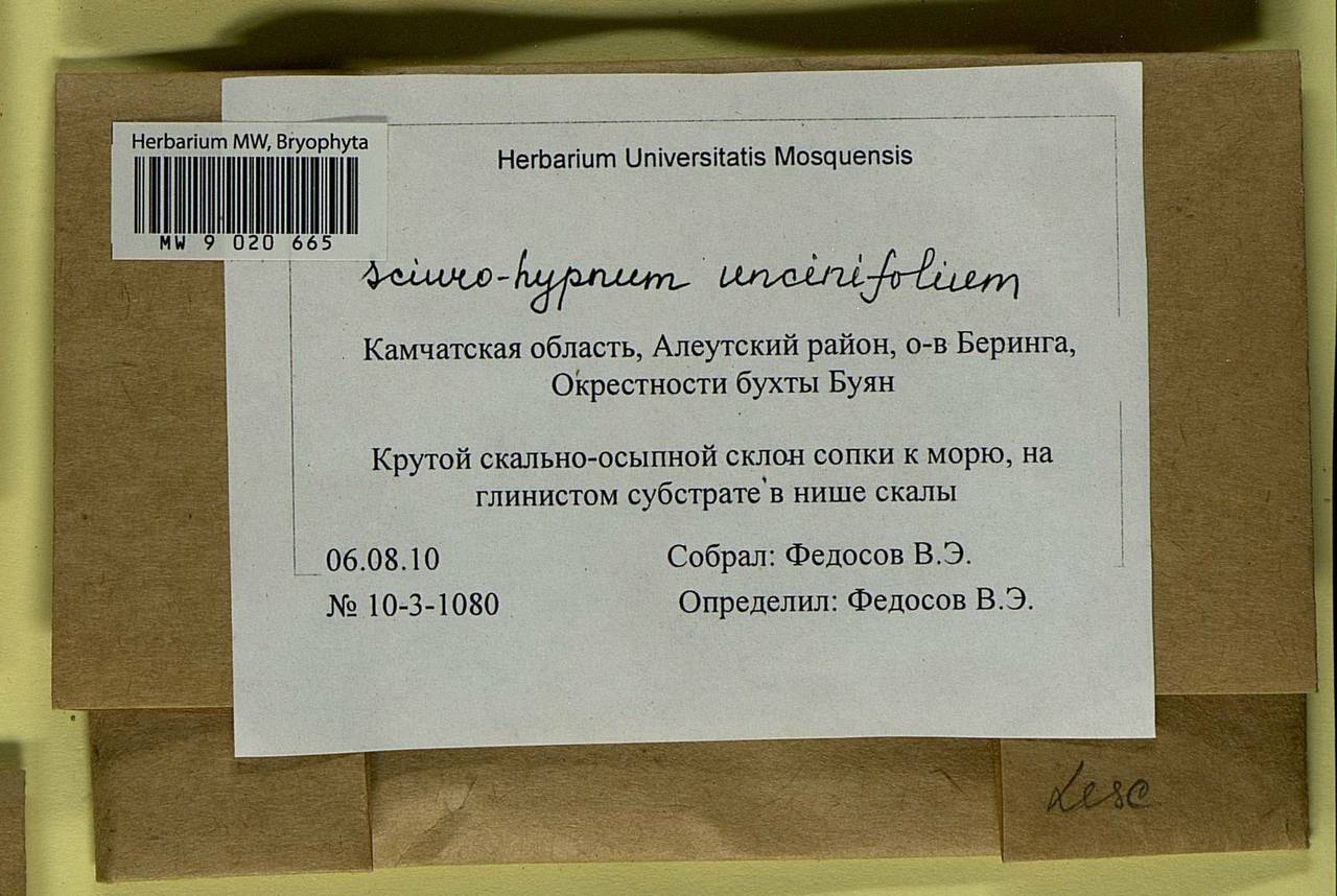 Sciuro-hypnum uncinifolium (Broth. & Paris) Ochyra & Żarnowiec, Bryophytes, Bryophytes - Chukotka & Kamchatka (B21) (Russia)