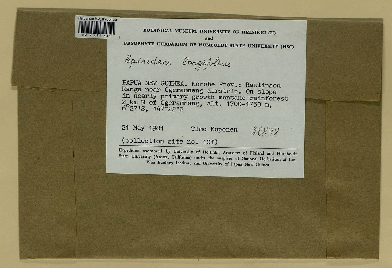 Spiridens longifolius Lindb., Bryophytes, Bryophytes - Oceania (BOc) (Papua New Guinea)