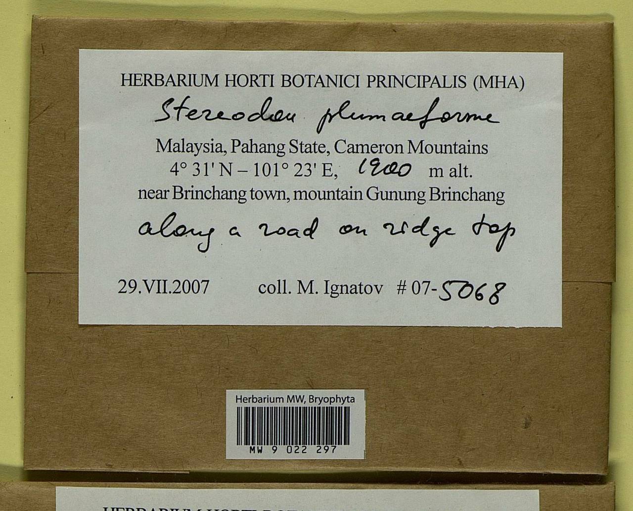 Calohypnum plumiforme (Wilson) Jan Kučera & Ignatov, Bryophytes, Bryophytes - Asia (outside ex-Soviet states) (BAs) (Malaysia)