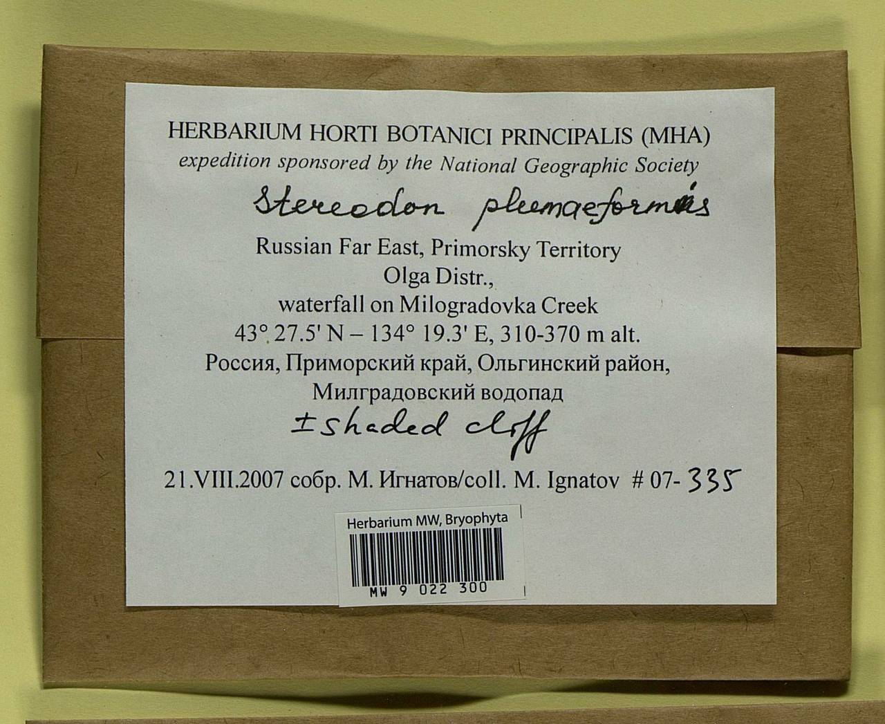 Calohypnum plumiforme (Wilson) Jan Kučera & Ignatov, Bryophytes, Bryophytes - Russian Far East (excl. Chukotka & Kamchatka) (B20) (Russia)