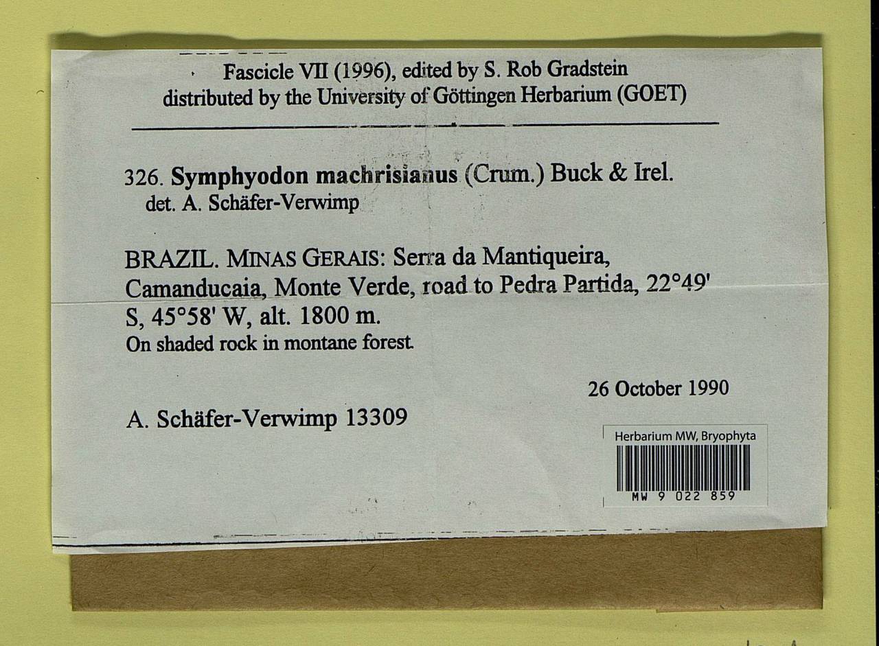 Symphyodon imbricatifolius (Mitt.) S.P. Churchill, Bryophytes, Bryophytes - America (BAm) (Brazil)