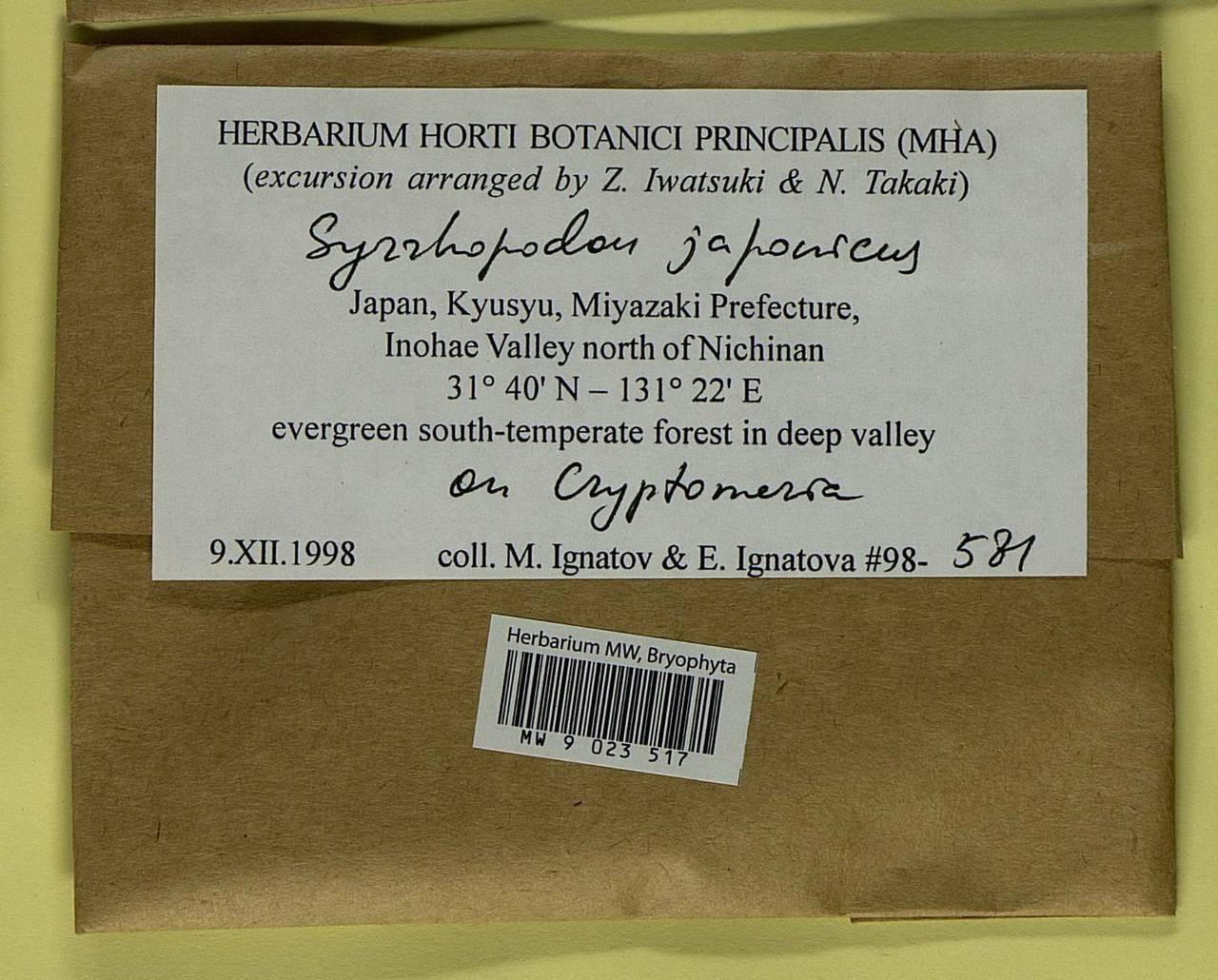 Syrrhopodon schiffnerianus (M. Fleisch.) Paris, Bryophytes, Bryophytes - Asia (outside ex-Soviet states) (BAs) (Japan)