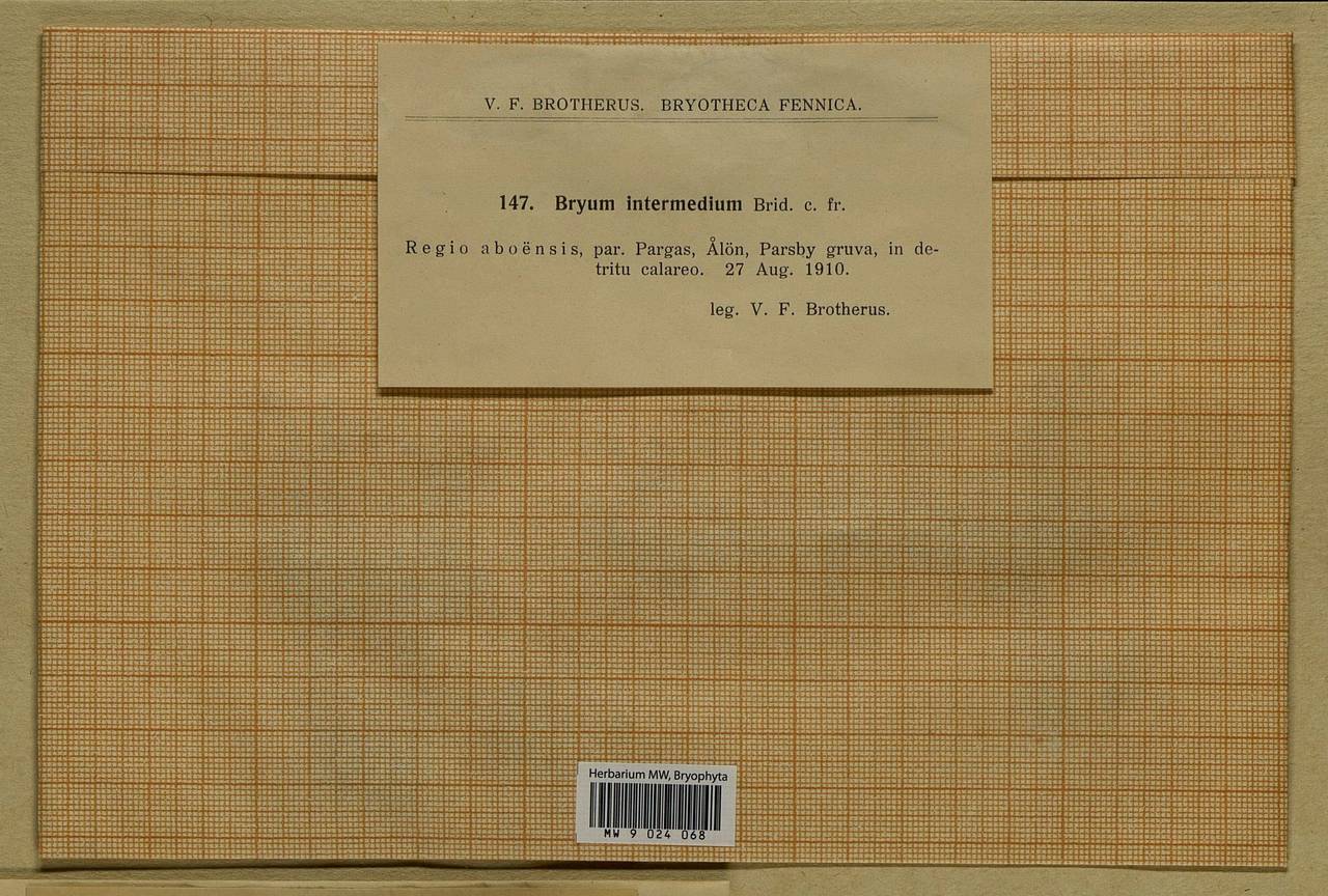 Ptychostomum intermedium (Brid.) J.R. Spence, Bryophytes, Bryophytes - Western Europe (BEu) (Finland)