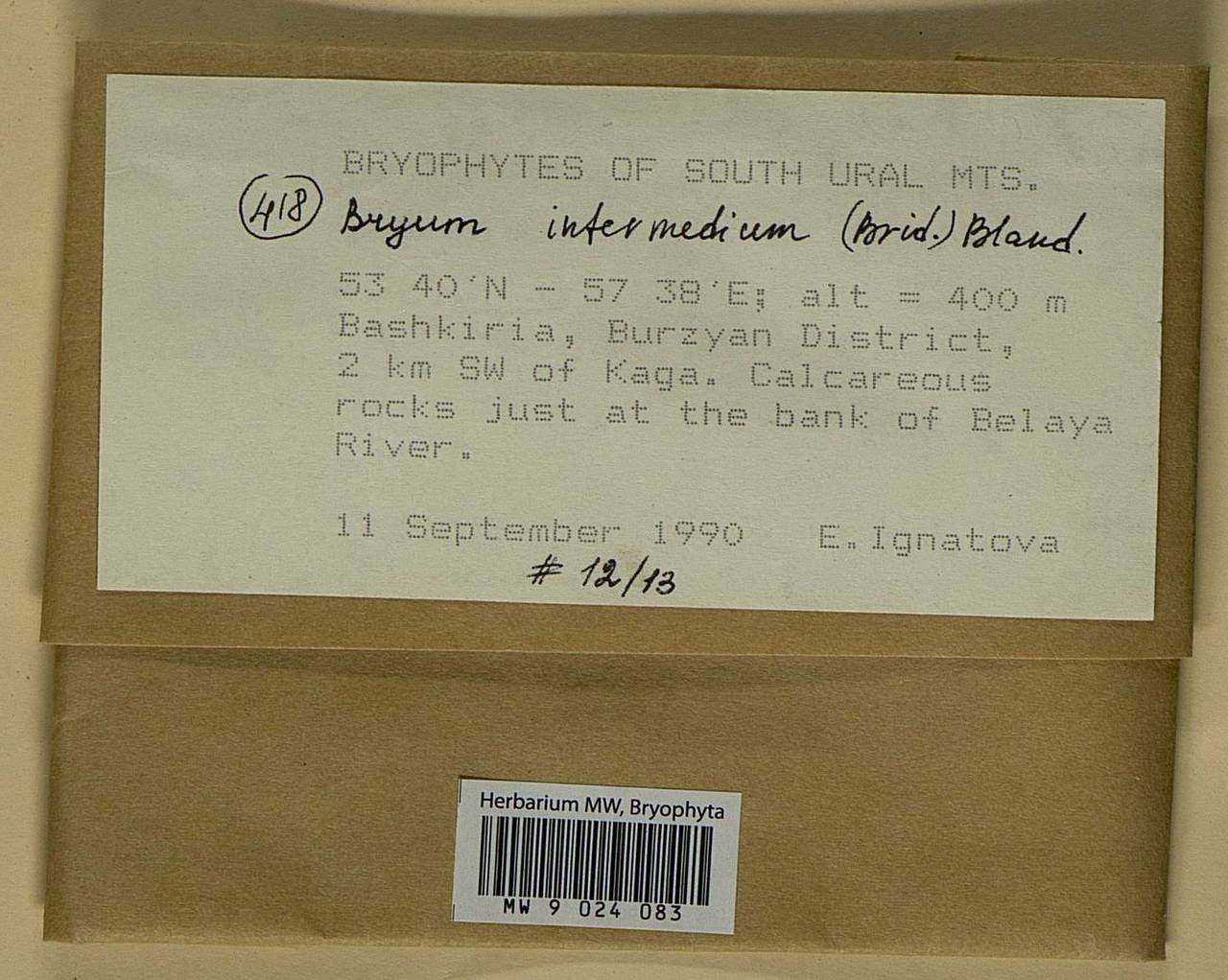 Ptychostomum intermedium (Brid.) J.R. Spence, Bryophytes, Bryophytes - South Urals (B14) (Russia)