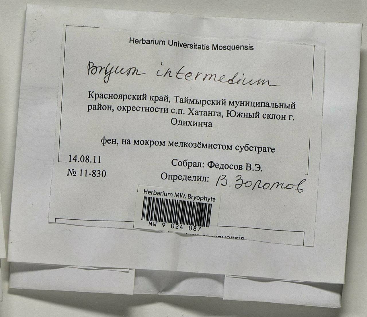 Ptychostomum intermedium (Brid.) J.R. Spence, Bryophytes, Bryophytes - Krasnoyarsk Krai, Tyva & Khakassia (B17) (Russia)