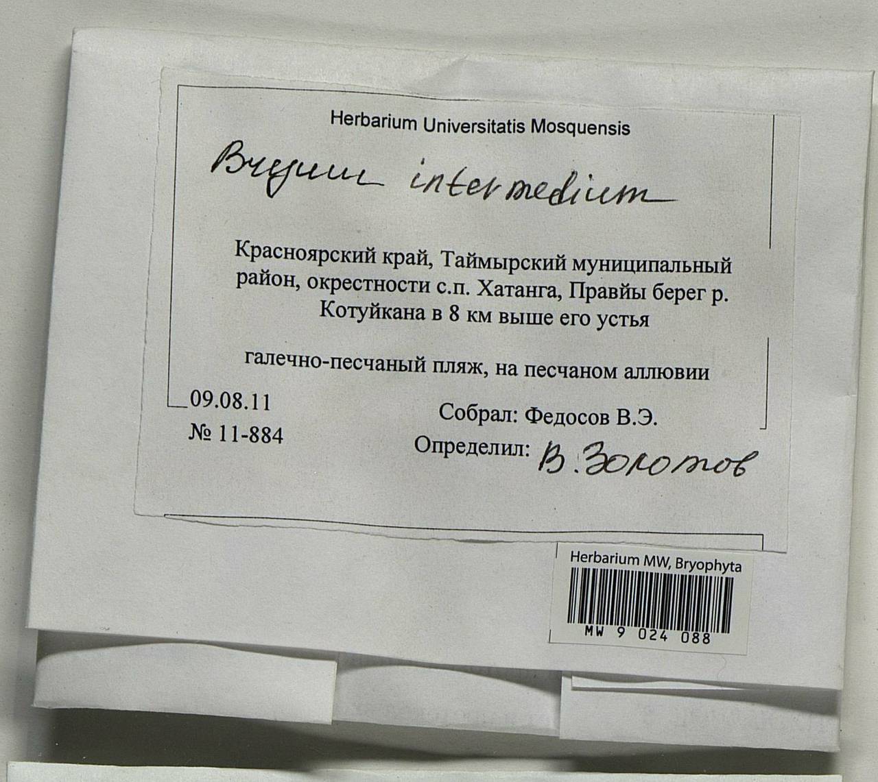 Ptychostomum intermedium (Brid.) J.R. Spence, Bryophytes, Bryophytes - Krasnoyarsk Krai, Tyva & Khakassia (B17) (Russia)