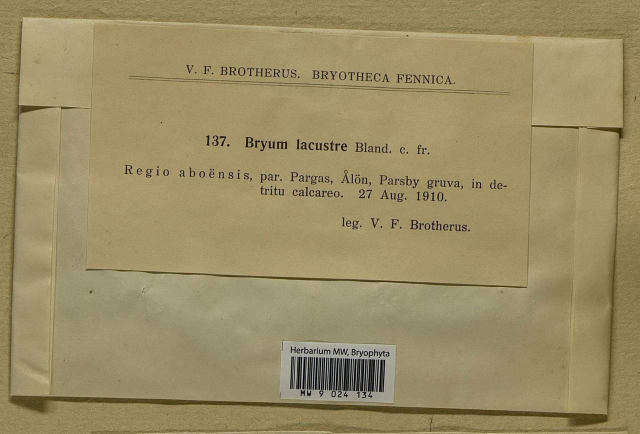 Ptychostomum knowltonii (Barnes) J.R. Spence, Bryophytes, Bryophytes - Western Europe (BEu) (Finland)