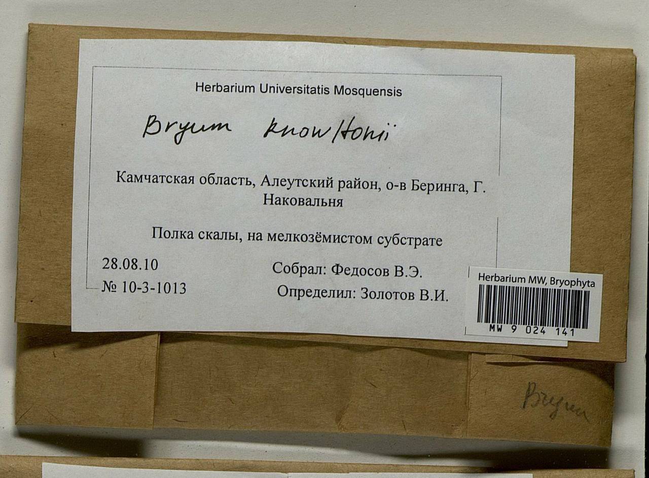 Ptychostomum knowltonii (Barnes) J.R. Spence, Bryophytes, Bryophytes - Chukotka & Kamchatka (B21) (Russia)