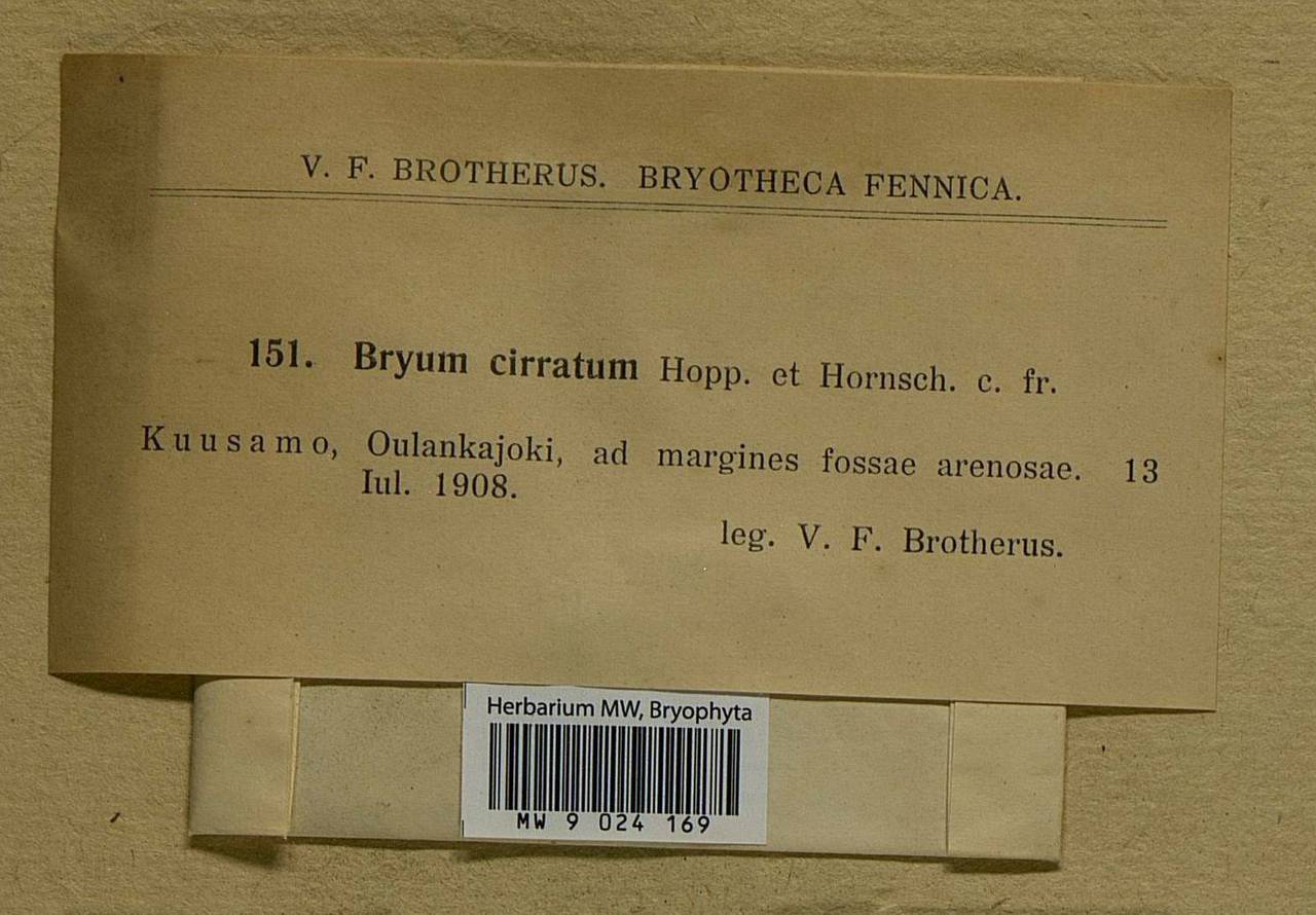 Ptychostomum lonchocaulon (Müll. Hal.) J.R. Spence, Bryophytes, Bryophytes - Western Europe (BEu) (Finland)