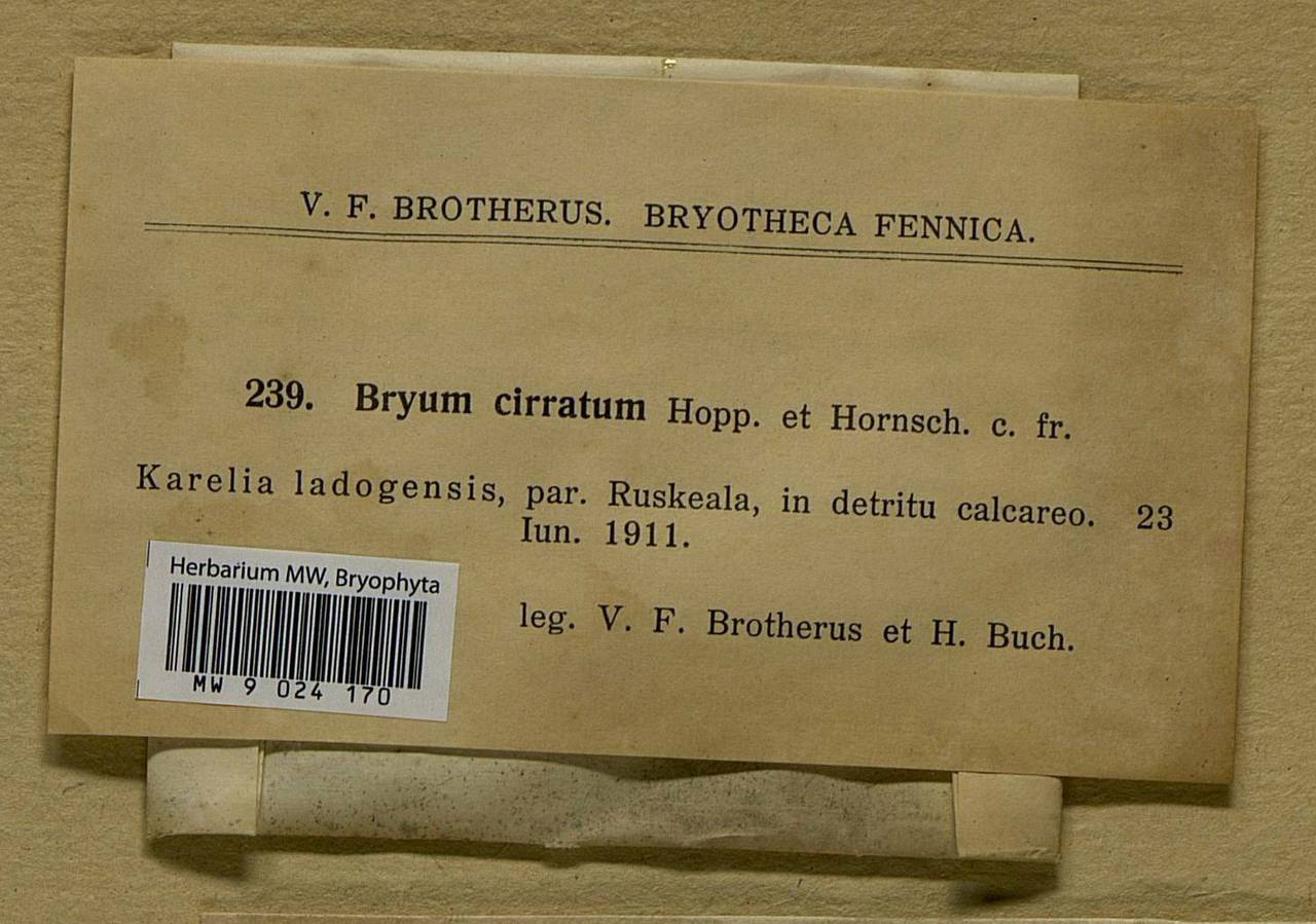 Ptychostomum lonchocaulon (Müll. Hal.) J.R. Spence, Bryophytes, Bryophytes - Karelia, Leningrad & Murmansk Oblasts (B4) (Russia)