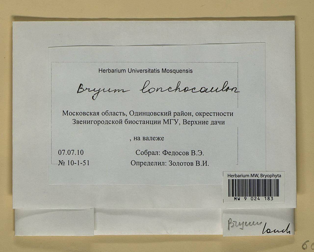 Ptychostomum lonchocaulon (Müll. Hal.) J.R. Spence, Bryophytes, Bryophytes - Moscow City & Moscow Oblast (B6a) (Russia)