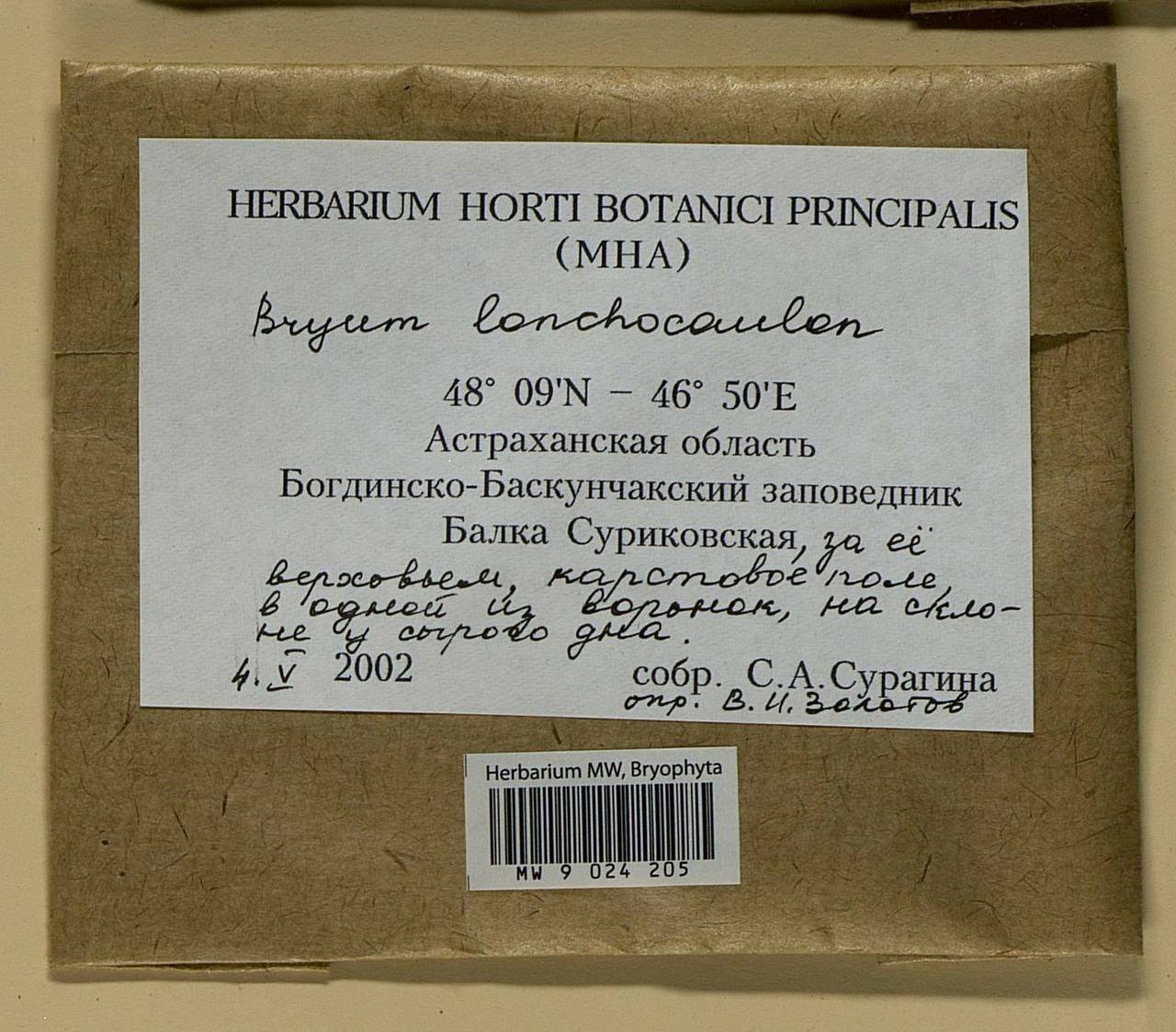 Ptychostomum lonchocaulon (Müll. Hal.) J.R. Spence, Bryophytes, Bryophytes - Lower Don & Lower Volga (B11) (Russia)