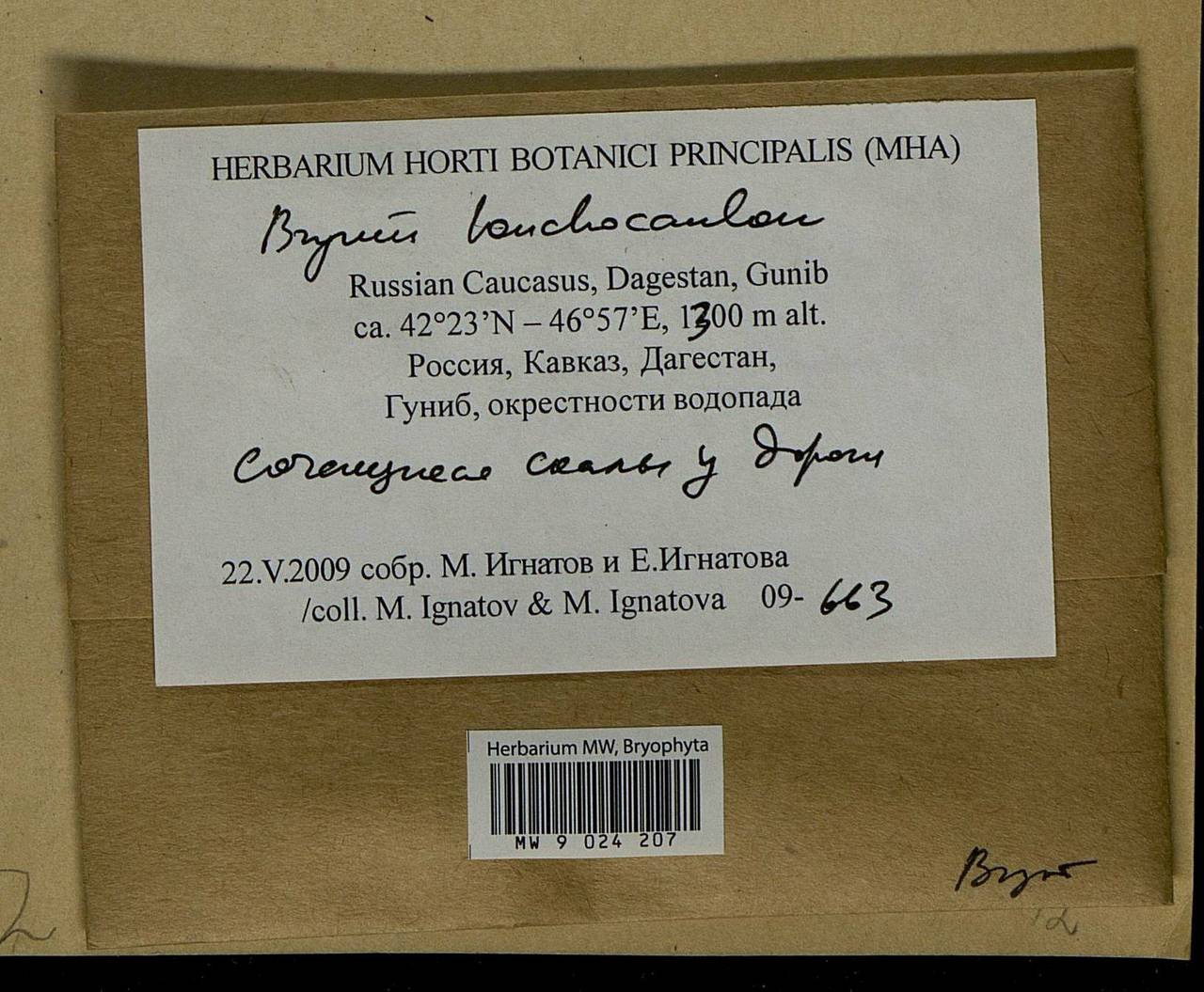 Ptychostomum lonchocaulon (Müll. Hal.) J.R. Spence, Bryophytes, Bryophytes - North Caucasus & Ciscaucasia (B12) (Russia)