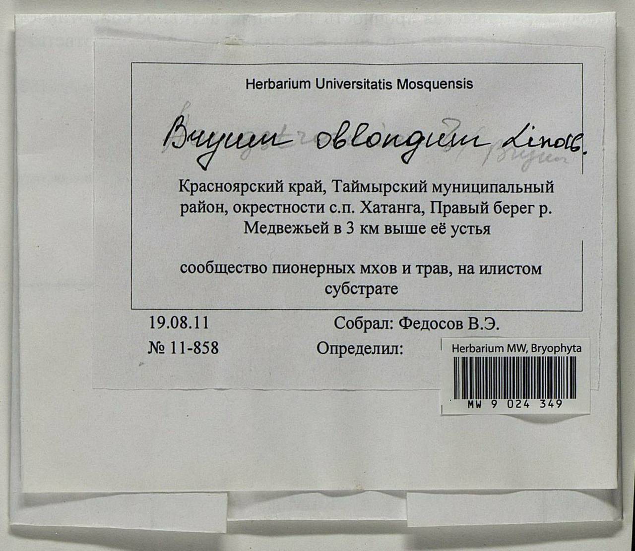 Bryum oblongum Lindb., Bryophytes, Bryophytes - Krasnoyarsk Krai, Tyva & Khakassia (B17) (Russia)