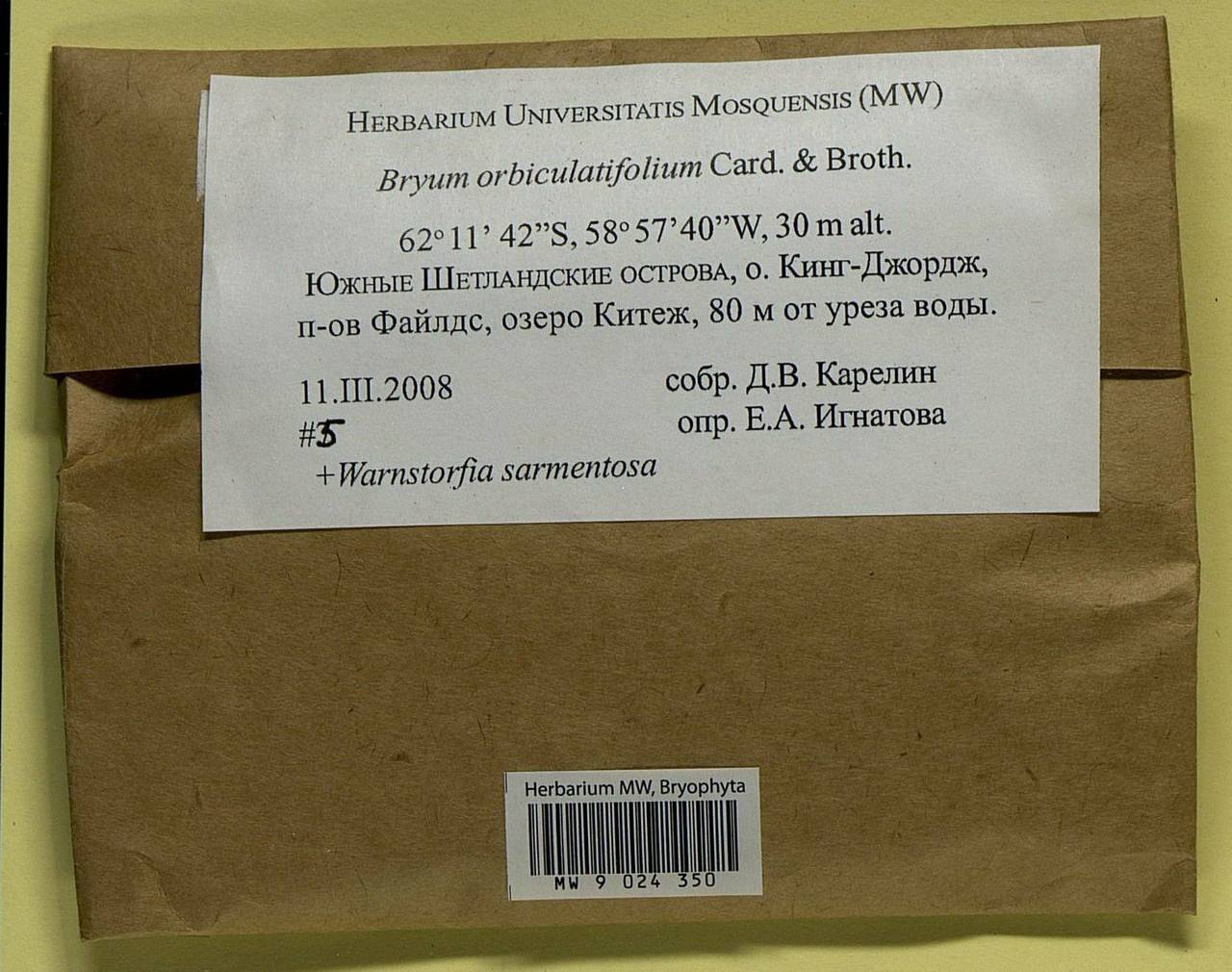 Plagiobryoides orbiculatifolia (Cardot & Broth.) Ochyra & Bedn.-Ochyra, Bryophytes, Bryophytes - Antarctica (BAn) (Antarctica)
