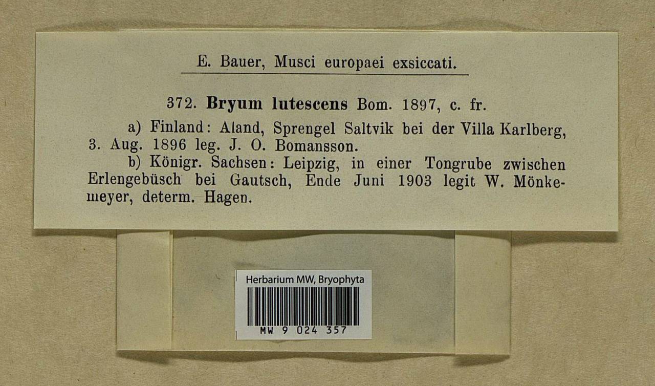 Ptychostomum pallens (Sw.) J.R. Spence, Bryophytes, Bryophytes - Western Europe (BEu) (Germany)