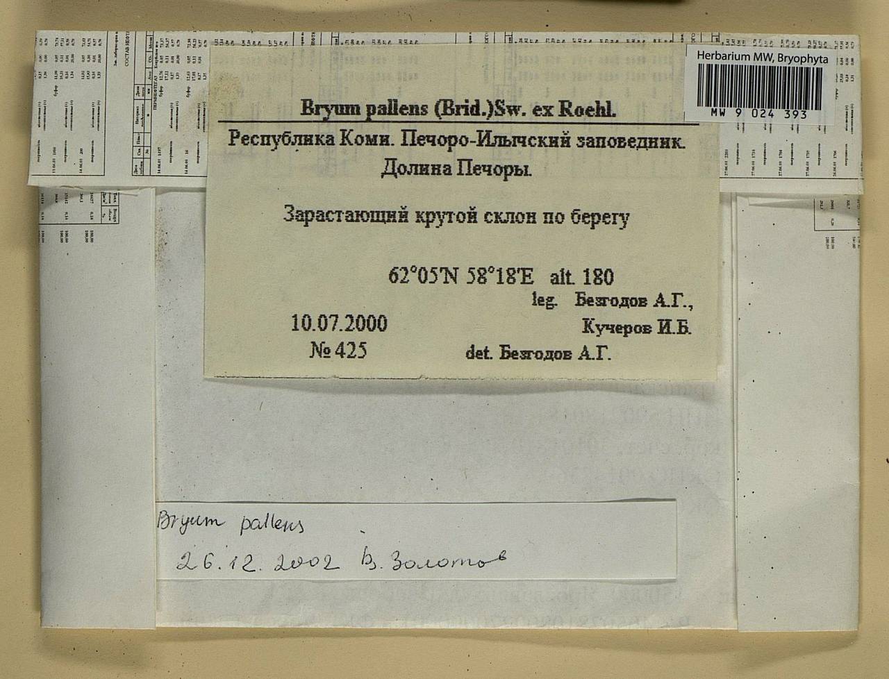 Ptychostomum pallens (Sw.) J.R. Spence, Bryophytes, Bryophytes - European North East (B7) (Russia)