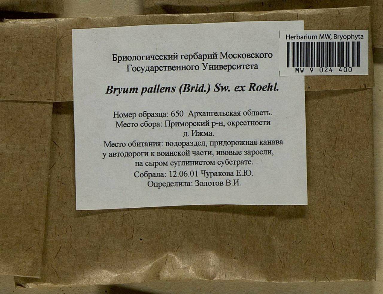 Ptychostomum pallens (Sw.) J.R. Spence, Bryophytes, Bryophytes - European North East (B7) (Russia)