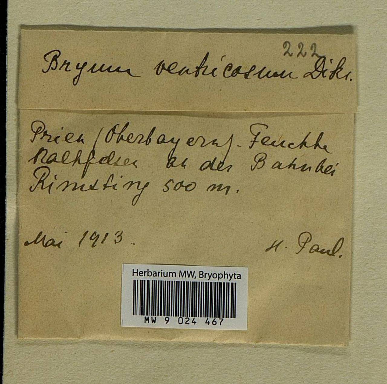 Ptychostomum pseudotriquetrum (Hedw.) J.R. Spence & H.P. Ramsay ex Holyoak & N. Pedersen, Bryophytes, Bryophytes - Western Europe (BEu) (Germany)