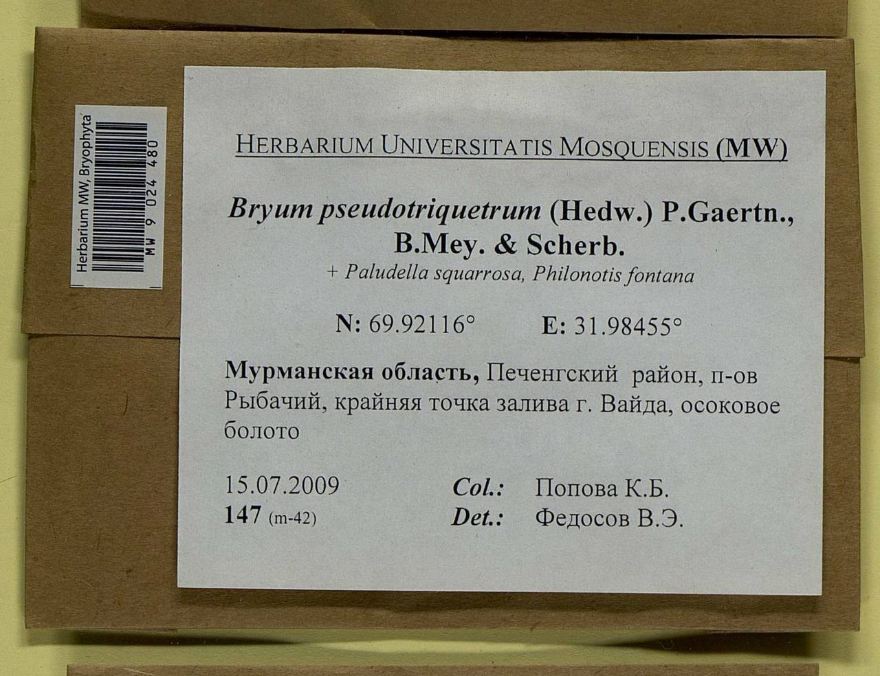 Ptychostomum pseudotriquetrum (Hedw.) J.R. Spence & H.P. Ramsay ex Holyoak & N. Pedersen, Bryophytes, Bryophytes - Karelia, Leningrad & Murmansk Oblasts (B4) (Russia)