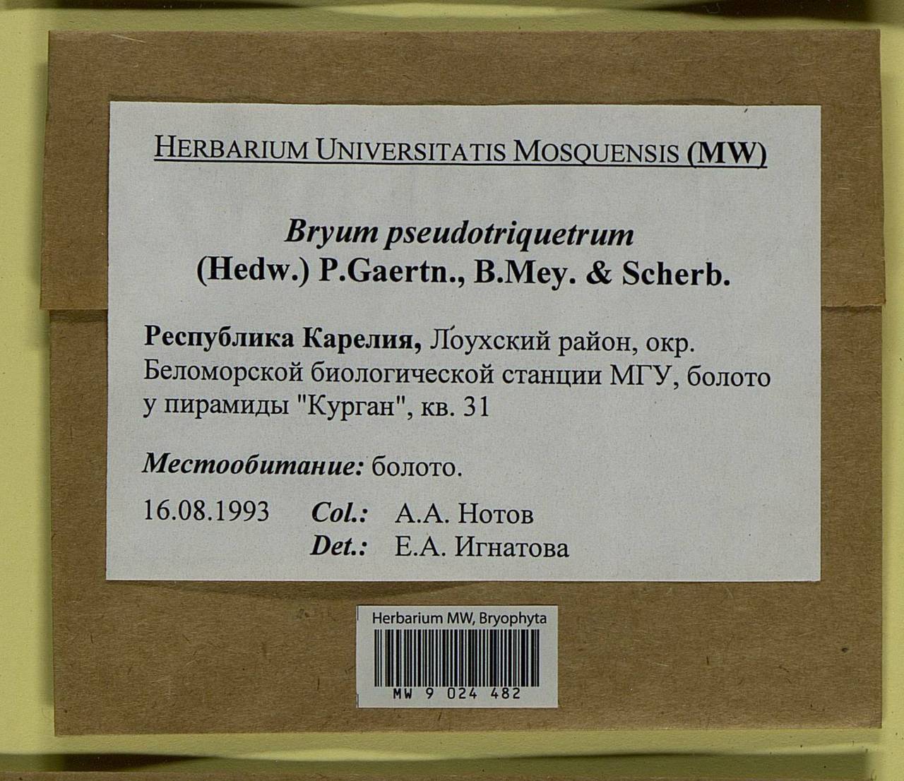 Ptychostomum pseudotriquetrum (Hedw.) J.R. Spence & H.P. Ramsay ex Holyoak & N. Pedersen, Bryophytes, Bryophytes - Karelia, Leningrad & Murmansk Oblasts (B4) (Russia)