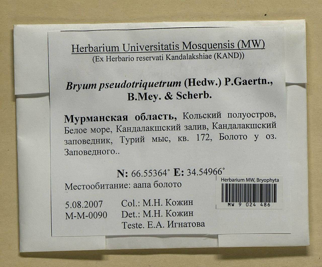 Ptychostomum pseudotriquetrum (Hedw.) J.R. Spence & H.P. Ramsay ex Holyoak & N. Pedersen, Bryophytes, Bryophytes - Karelia, Leningrad & Murmansk Oblasts (B4) (Russia)