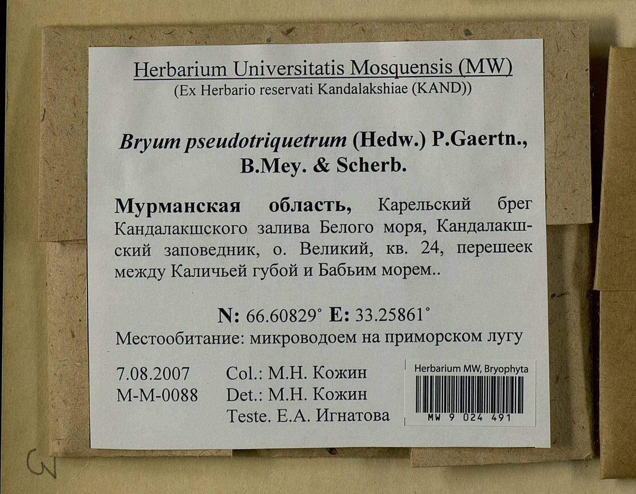 Ptychostomum pseudotriquetrum (Hedw.) J.R. Spence & H.P. Ramsay ex Holyoak & N. Pedersen, Bryophytes, Bryophytes - Karelia, Leningrad & Murmansk Oblasts (B4) (Russia)