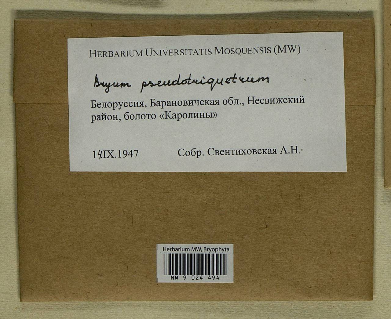 Ptychostomum pseudotriquetrum (Hedw.) J.R. Spence & H.P. Ramsay ex Holyoak & N. Pedersen, Bryophytes, Bryophytes - Belarus (B2) (Belarus)