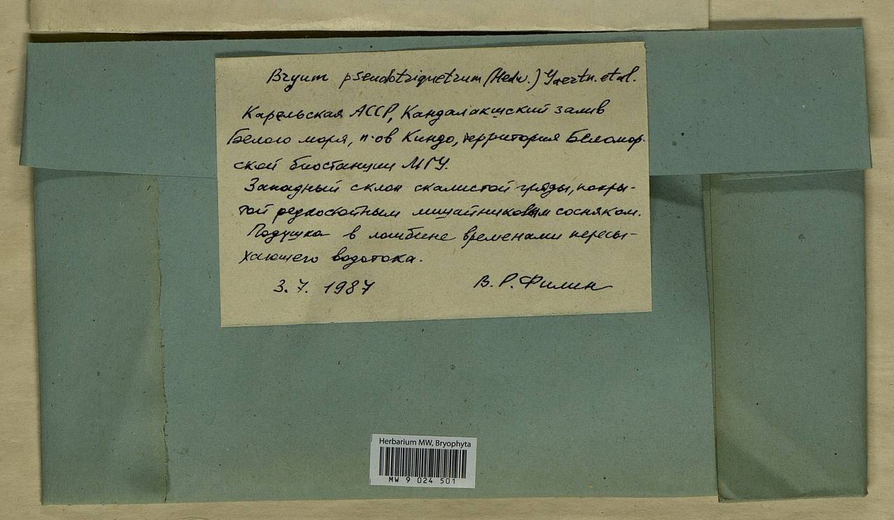 Ptychostomum pseudotriquetrum (Hedw.) J.R. Spence & H.P. Ramsay ex Holyoak & N. Pedersen, Bryophytes, Bryophytes - Karelia, Leningrad & Murmansk Oblasts (B4) (Russia)