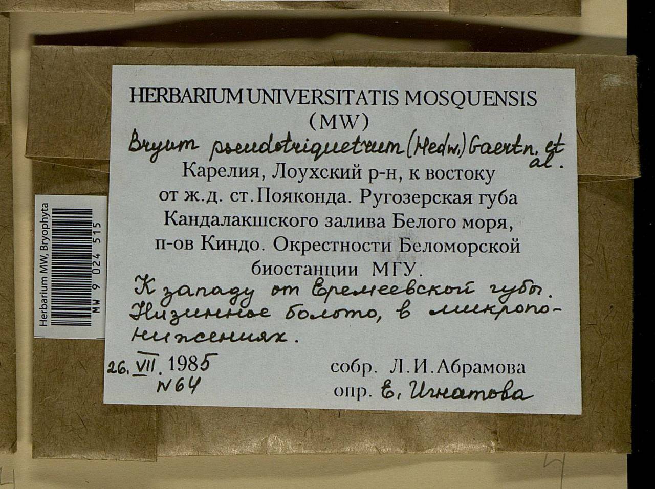 Ptychostomum pseudotriquetrum (Hedw.) J.R. Spence & H.P. Ramsay ex Holyoak & N. Pedersen, Bryophytes, Bryophytes - Karelia, Leningrad & Murmansk Oblasts (B4) (Russia)