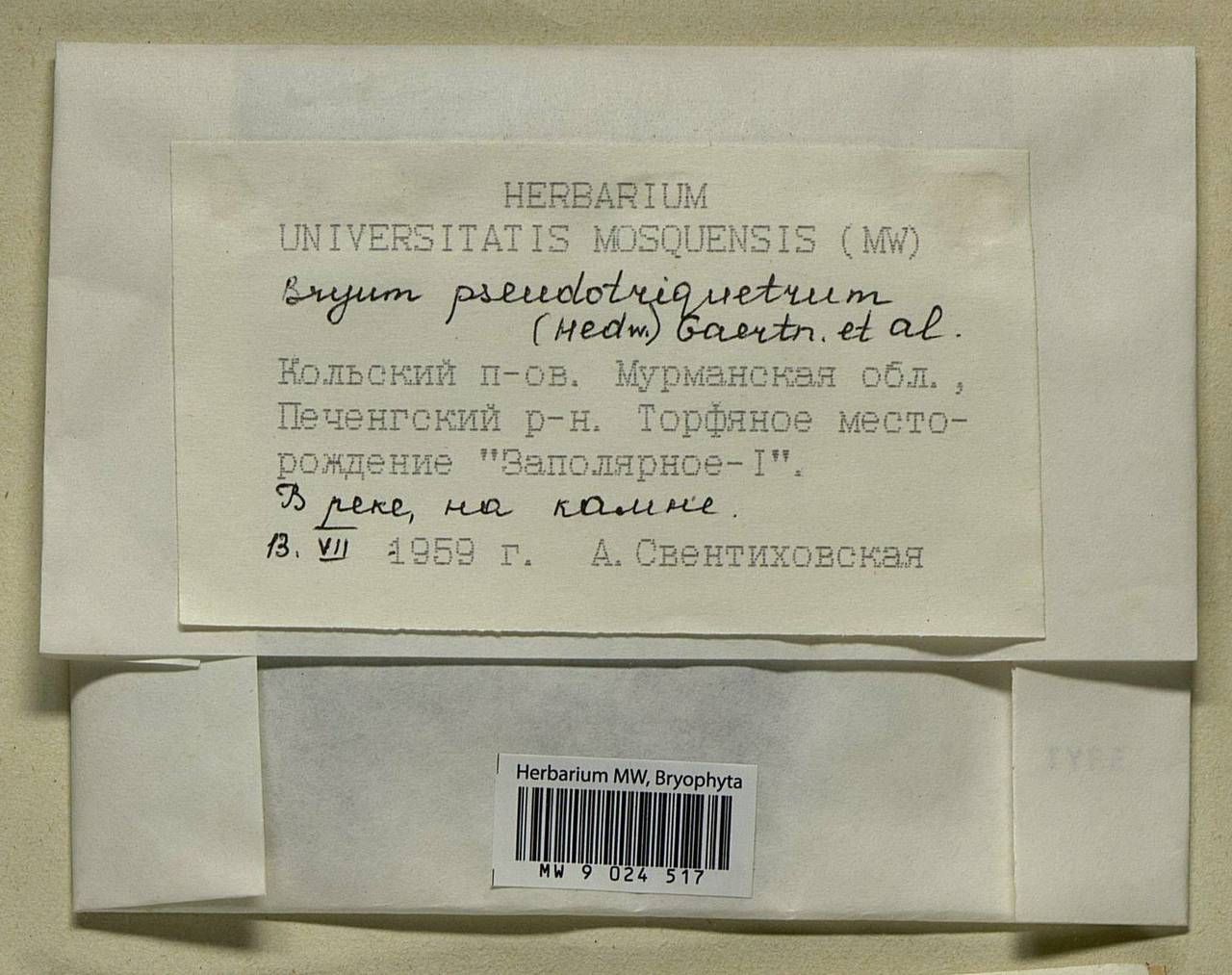 Ptychostomum pseudotriquetrum (Hedw.) J.R. Spence & H.P. Ramsay ex Holyoak & N. Pedersen, Bryophytes, Bryophytes - Karelia, Leningrad & Murmansk Oblasts (B4) (Russia)