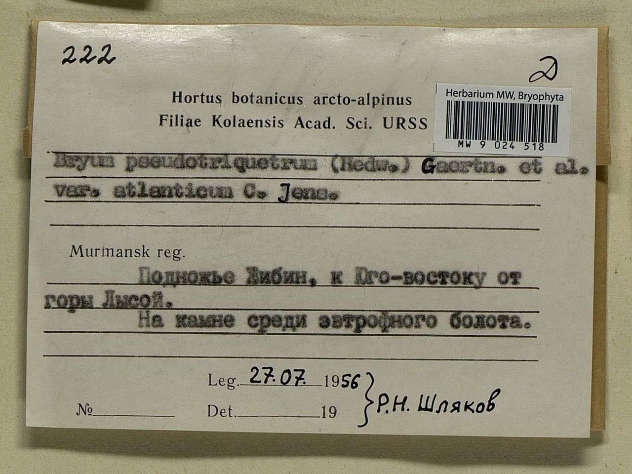 Ptychostomum pseudotriquetrum (Hedw.) J.R. Spence & H.P. Ramsay ex Holyoak & N. Pedersen, Bryophytes, Bryophytes - Karelia, Leningrad & Murmansk Oblasts (B4) (Russia)