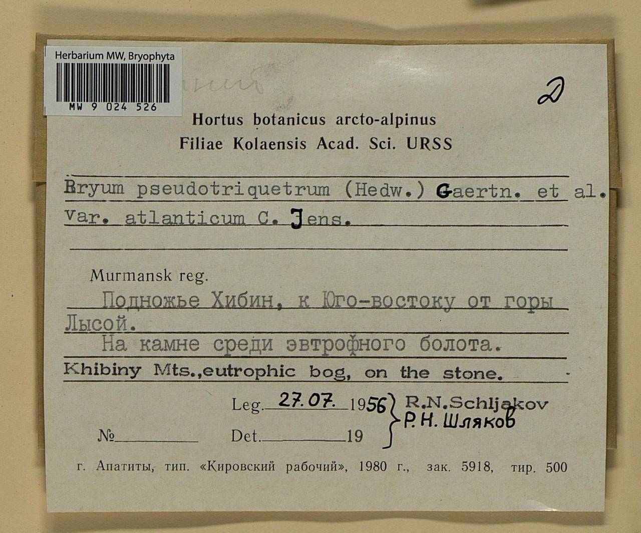 Ptychostomum pseudotriquetrum (Hedw.) J.R. Spence & H.P. Ramsay ex Holyoak & N. Pedersen, Bryophytes, Bryophytes - Karelia, Leningrad & Murmansk Oblasts (B4) (Russia)