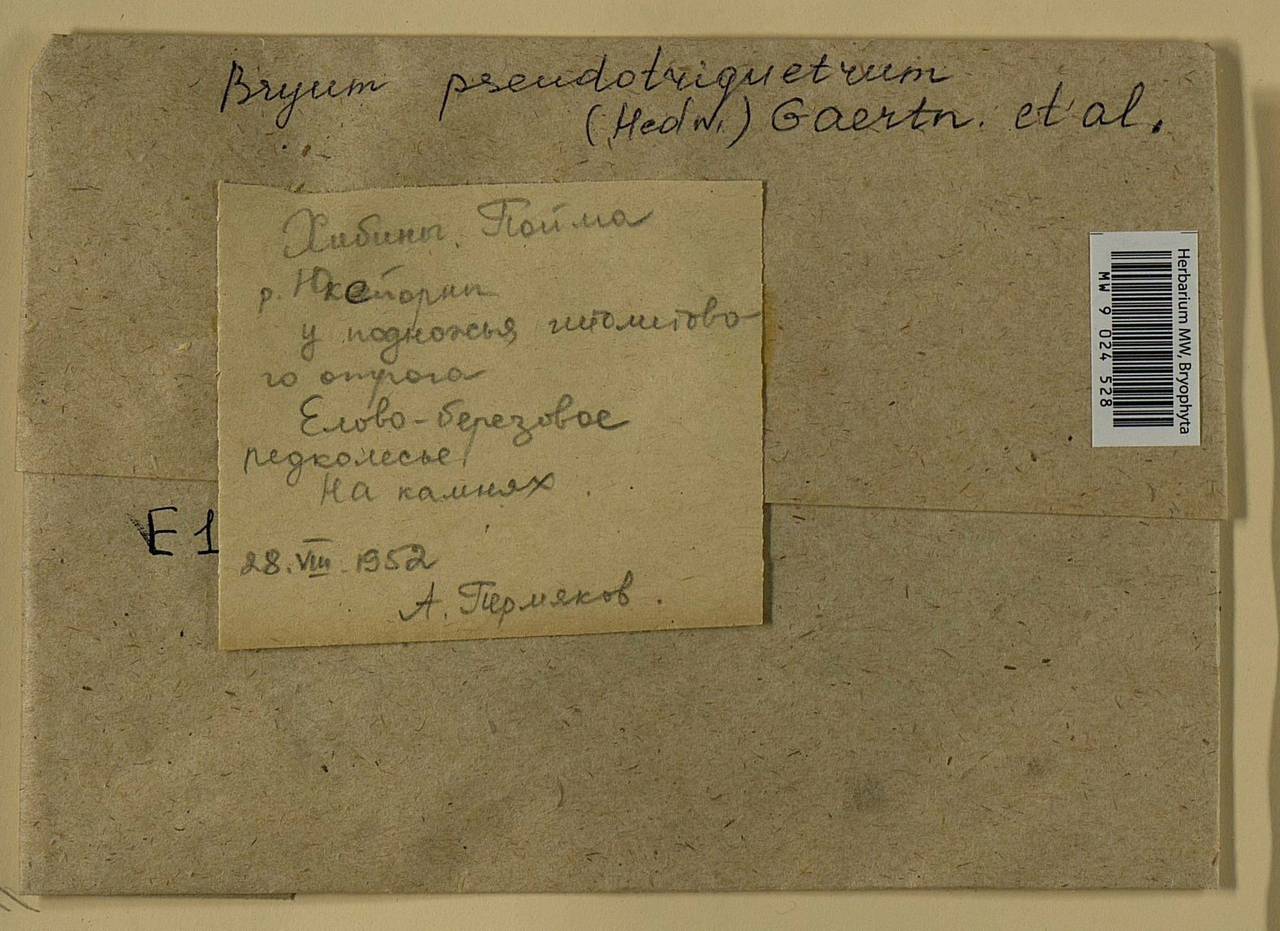 Ptychostomum pseudotriquetrum (Hedw.) J.R. Spence & H.P. Ramsay ex Holyoak & N. Pedersen, Bryophytes, Bryophytes - Karelia, Leningrad & Murmansk Oblasts (B4) (Russia)