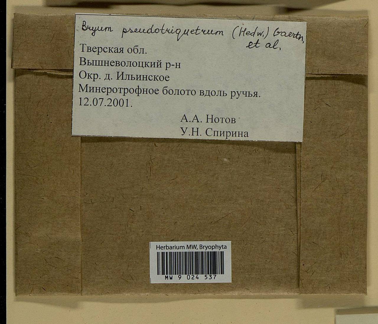 Ptychostomum pseudotriquetrum (Hedw.) J.R. Spence & H.P. Ramsay ex Holyoak & N. Pedersen, Bryophytes, Bryophytes - Middle Russia (B6) (Russia)