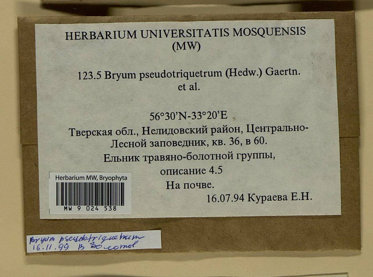 Ptychostomum pseudotriquetrum (Hedw.) J.R. Spence & H.P. Ramsay ex Holyoak & N. Pedersen, Bryophytes, Bryophytes - Middle Russia (B6) (Russia)