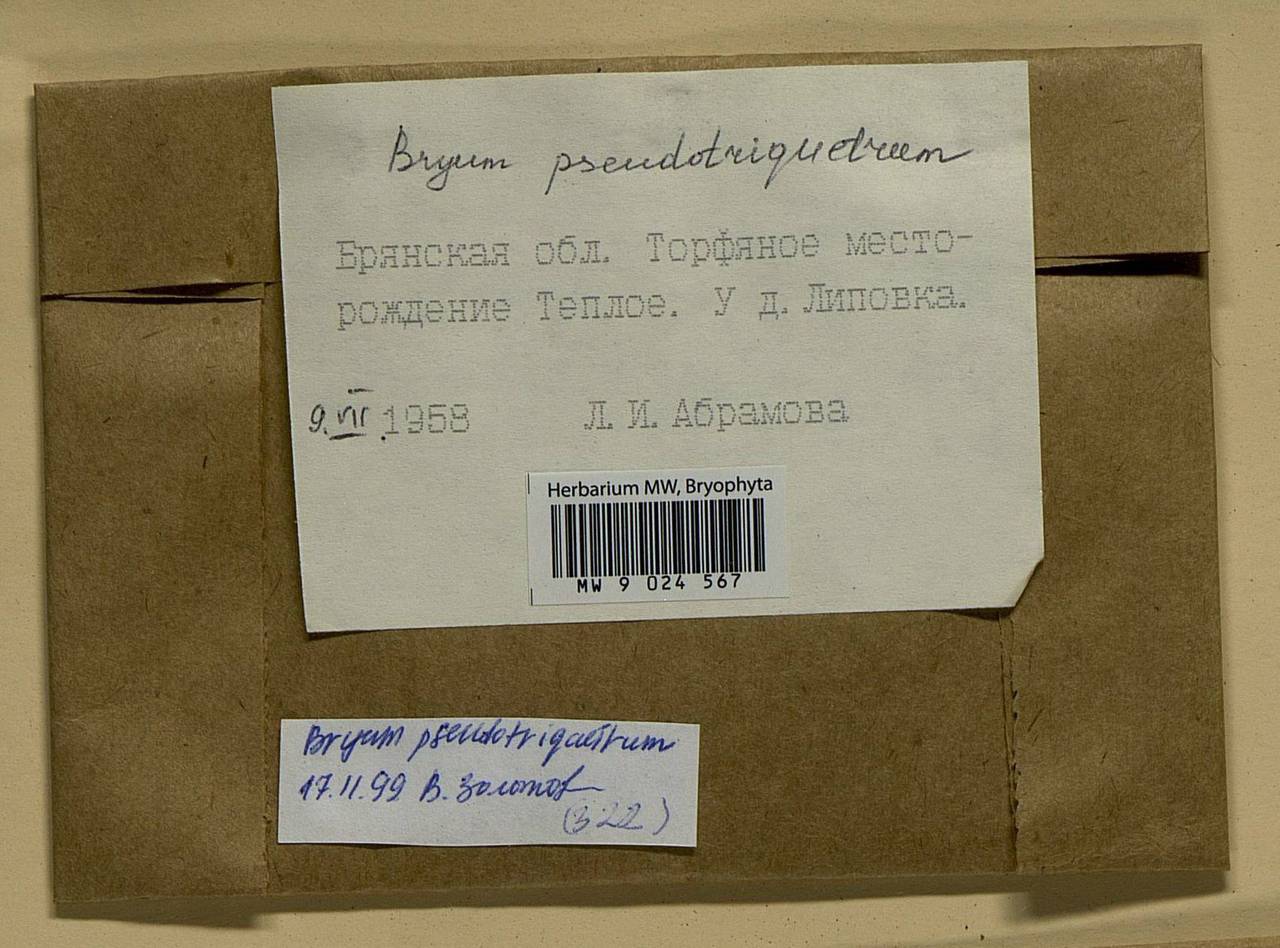 Ptychostomum pseudotriquetrum (Hedw.) J.R. Spence & H.P. Ramsay ex Holyoak & N. Pedersen, Bryophytes, Bryophytes - Middle Russia (B6) (Russia)